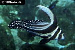 equetus punctatus equetus punctatus
