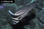equetus punctatus equetus punctatus