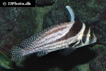 equetus punctatus equetus punctatus