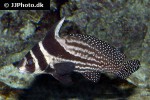 equetus punctatus equetus punctatus