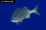 haemulon chrysargyreum haemulon chrysargyreum