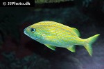 haemulon flavolineatum haemulon flavolineatum