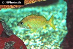 haemulon flavolineatum haemulon flavolineatum