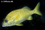 haemulon flavolineatum haemulon flavolineatum