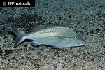 haemulon melanurum haemulon melanurum
