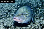 haemulon melanurum haemulon melanurum