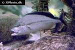 haemulon melanurum haemulon melanurum