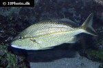 haemulon melanurum haemulon melanurum