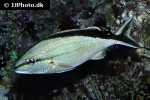 haemulon melanurum haemulon melanurum