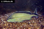 haemulon melanurum haemulon melanurum