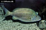 haemulon plumierii haemulon plumierii