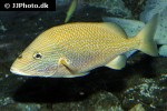 haemulon plumierii haemulon plumierii