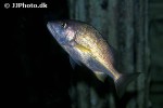 haemulon sciurus haemulon sciurus