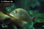 haemulon sciurus haemulon sciurus
