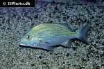 haemulon sciurus haemulon sciurus