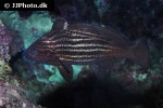 pareques acuminatus pareques acuminatus