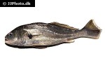 plagioscion squamosissimus plagioscion squamosissimus