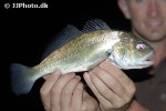 plagioscion squamosissimus plagioscion squamosissimus