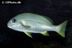 plectorhinchus celebicus plectorhinchus celebicus