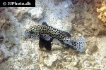 plectorhinchus chaetodonoides plectorhinchus chaetodonoides