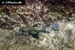 plectorhinchus chaetodonoides plectorhinchus chaetodonoides