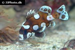 plectorhinchus chaetodonoides plectorhinchus chaetodonoides