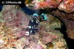 plectorhinchus chaetodonoides plectorhinchus chaetodonoides