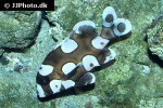 plectorhinchus chaetodonoides plectorhinchus chaetodonoides