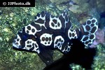 plectorhinchus chaetodonoides plectorhinchus chaetodonoides