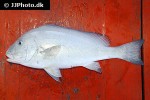 plectorhinchus flavomaculatus plectorhinchus flavomaculatus