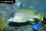 plectorhinchus gaterinus plectorhinchus gaterinus