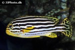 plectorhinchus gaterinus plectorhinchus gaterinus