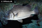 plectorhinchus gibbosus plectorhinchus gibbosus