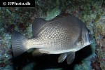 plectorhinchus gibbosus plectorhinchus gibbosus