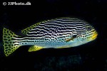 plectorhinchus lineatus plectorhinchus lineatus