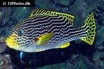 plectorhinchus lineatus plectorhinchus lineatus