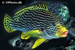 plectorhinchus lineatus plectorhinchus lineatus
