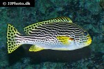 plectorhinchus lineatus plectorhinchus lineatus