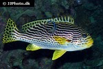 plectorhinchus lineatus plectorhinchus lineatus