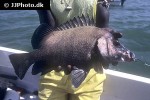 plectorhinchus macrolepis plectorhinchus macrolepis