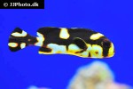 plectorhinchus orientalis plectorhinchus orientalis