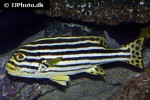 plectorhinchus orientalis plectorhinchus orientalis