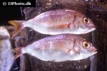 pomadasys incisus pomadasys incisus
