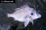 pomadasys jubelini pomadasys jubelini