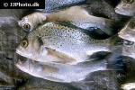 pomadasys jubelini pomadasys jubelini
