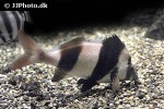 pseudogoniistius nigripes pseudogoniistius nigripes