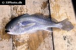 pseudotolithus elongatus pseudotolithus elongatus