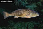 sciaenops ocellatus sciaenops ocellatus