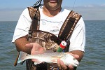 sciaenops ocellatus sciaenops ocellatus