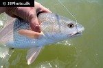 sciaenops ocellatus sciaenops ocellatus